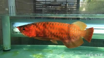 龍魚幾天不吃東西就死了：龍魚幾天不吃東西就死了嗎？ 龍魚百科 第1張