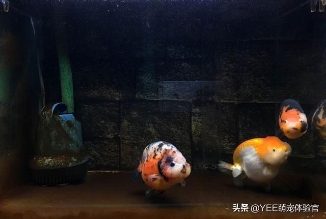 家用觀賞魚(yú)缸哪個(gè)品牌的好些：如何選擇高品質(zhì)的家用觀賞魚(yú)缸 魚(yú)缸風(fēng)水 第1張