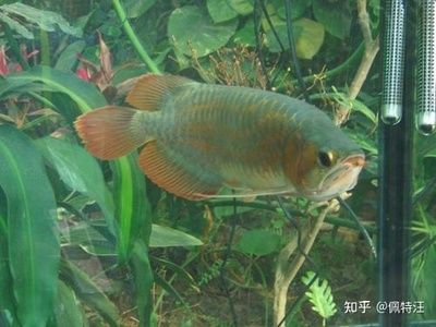 龍魚(yú)最小品種：龍魚(yú)最小品種指的是龍魚(yú)的魚(yú)苗，而非特定的龍魚(yú)品種