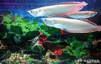 龍魚(yú)換水要困幾天：龍魚(yú)換水需要困幾天 龍魚(yú)百科 第2張