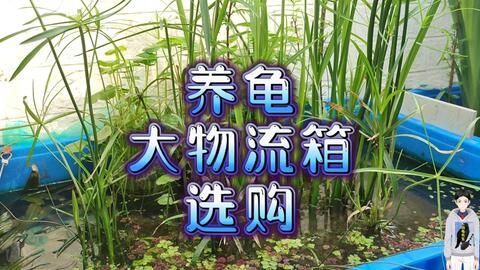 家里魚缸多大尺寸合適：家里魚缸尺寸如何選擇？ 魚缸風(fēng)水 第1張