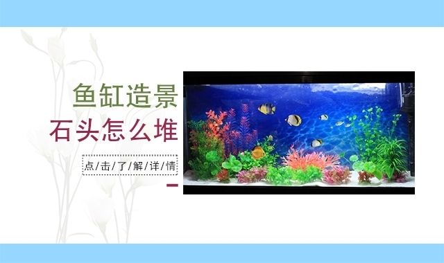 大魚缸怎么放石頭好看：魚缸擺放石頭的技巧 魚缸百科 第2張