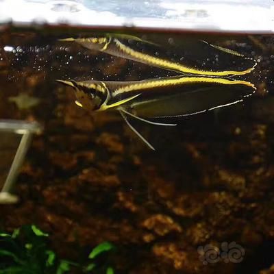 黑帶龍魚(yú)成體有多大：黑帶龍魚(yú)的成體大小 龍魚(yú)百科 第1張