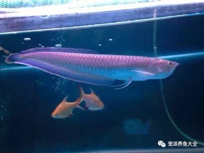 黑帶龍魚(yú)成體有多大：黑帶龍魚(yú)的成體大小 龍魚(yú)百科 第2張