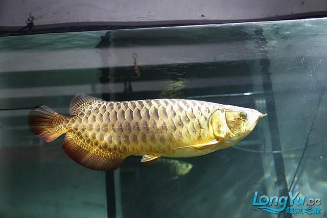 金龍魚(yú)高背和過(guò)背是什么意思：高背金龍魚(yú)和過(guò)背是什么意思金龍魚(yú)高背和過(guò)背是什么意思