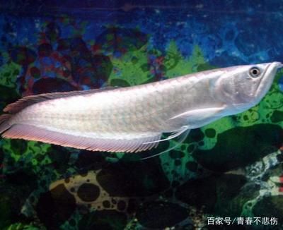 銀龍魚常見疾?。恒y龍魚可能會患上多種疾病 龍魚百科 第3張