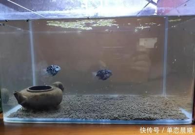 家里放兩個魚缸好嗎？：家里放兩個魚缸不同種類的魚缸對水質的要求各不相同 魚缸風水 第1張