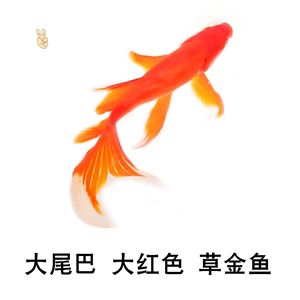 蝴蝶鯉魚能和龍魚混養(yǎng)嗎：蝴蝶鯉能和龍魚混養(yǎng)嗎 龍魚百科 第2張