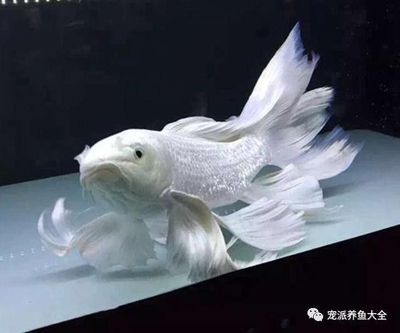 蝴蝶鯉魚能和龍魚混養(yǎng)嗎：蝴蝶鯉能和龍魚混養(yǎng)嗎 龍魚百科 第1張