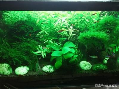 家中大魚缸能養(yǎng)草魚？：家中大魚缸可以養(yǎng)草魚嗎？ 魚缸風水 第2張