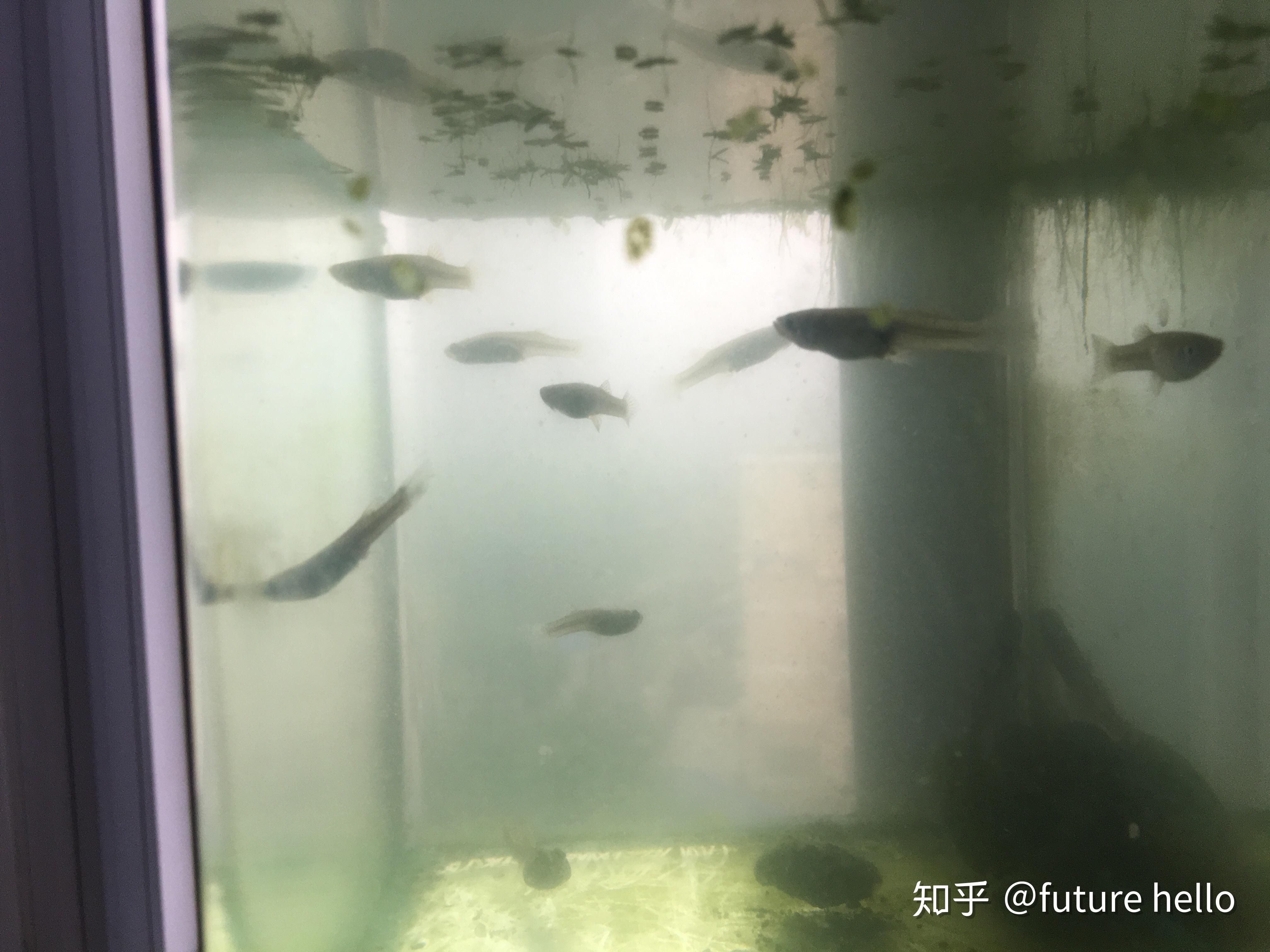 家里魚缸養(yǎng)鯽魚好嗎 魚缸風(fēng)水 第2張