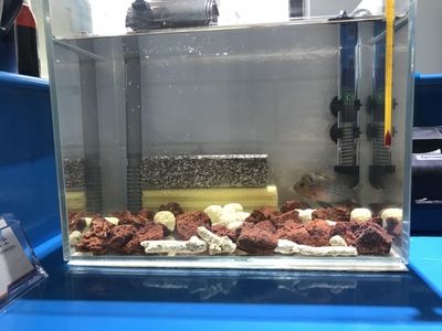 龍魚只吃飼料行嗎怎么喂