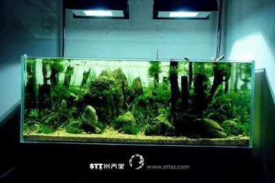 不養(yǎng)水草的魚(yú)缸造景