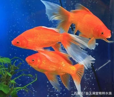 家里魚(yú)缸里養(yǎng)什么魚(yú)好：家庭魚(yú)缸養(yǎng)護(hù)技巧推薦，適合初學(xué)者飼養(yǎng)的魚(yú)缸養(yǎng)護(hù)技巧 魚(yú)缸風(fēng)水 第2張