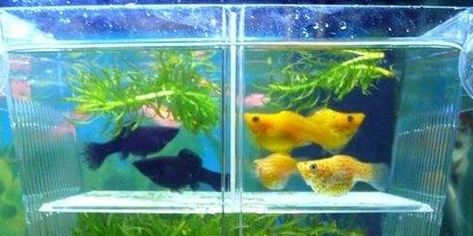 家里魚缸風水擺放哪個位置最好：家庭魚缸的最佳擺放位置