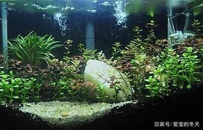 大型魚缸種什么水草最好：如何選擇適合自己的水草？