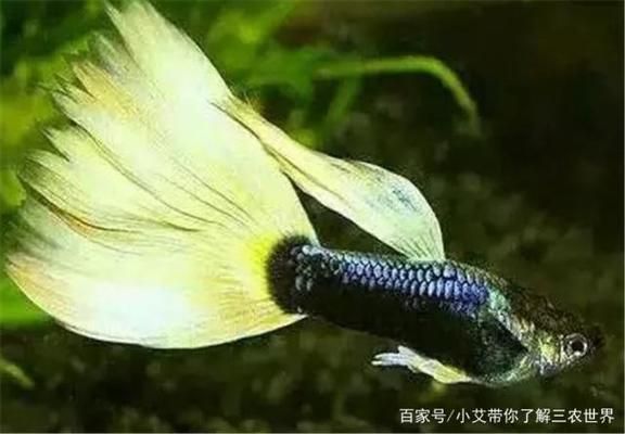 家庭用水族魚缸怎么選擇魚 魚缸風(fēng)水 第3張