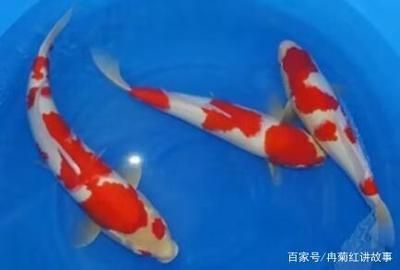 家魚缸養(yǎng)幾條錦鯉魚合適：家里魚缸養(yǎng)3-5條錦鯉，養(yǎng)少一點(diǎn)主人會(huì)更輕松一些 魚缸風(fēng)水 第1張