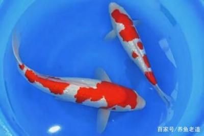 家魚缸養(yǎng)幾條錦鯉魚合適：家里魚缸養(yǎng)3-5條錦鯉，養(yǎng)少一點(diǎn)主人會(huì)更輕松一些 魚缸風(fēng)水 第3張