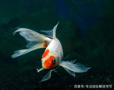 家魚缸養(yǎng)幾條錦鯉魚合適：家里魚缸養(yǎng)3-5條錦鯉，養(yǎng)少一點(diǎn)主人會(huì)更輕松一些 魚缸風(fēng)水 第2張