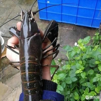 澳洲淡水龍蝦魚缸養(yǎng)殖寵物藍(lán)龍蝦魚塘紅鰲鰲蝦可繁殖：澳洲淡水龍蝦可以在魚缸中養(yǎng)殖為寵物 龍魚百科 第4張