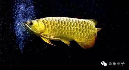 黑龍龍魚(yú)：黑龍魚(yú)是一種怎樣的物種？