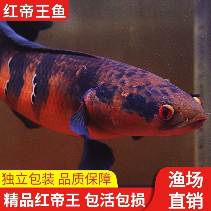 泰國(guó)印尼進(jìn)口一手貨源猛魚，批發(fā)零售私我：精品大嘴鯨，黑魔鯨，麻花闊嘴鯨 觀賞魚論壇 第2張