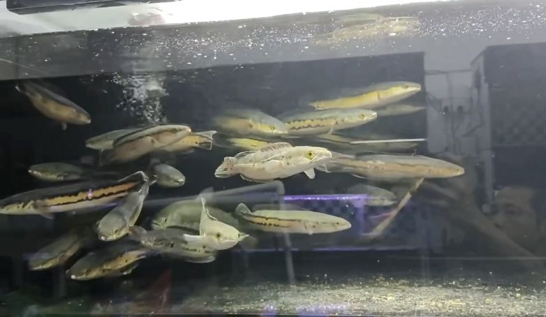 泰國(guó)印尼進(jìn)口一手貨源猛魚，批發(fā)零售私我：精品大嘴鯨，黑魔鯨，麻花闊嘴鯨 觀賞魚論壇 第3張