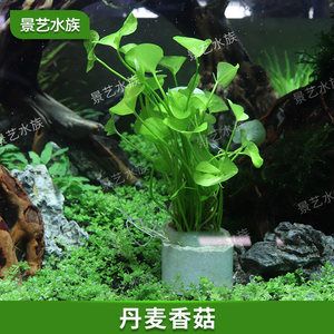 初學(xué)魚缸造景：初學(xué)魚缸造景初學(xué)指南魚缸造景的基本指南和注意事項(xiàng)