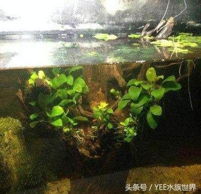 家庭魚缸的錦鯉喂什么好：家庭魚缸飼養(yǎng)錦鯉應(yīng)該如何選擇飼料？ 魚缸風(fēng)水 第3張