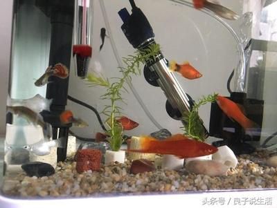 家里買金魚缸的寓意是什么？：金魚缸的寓意 魚缸風水 第1張