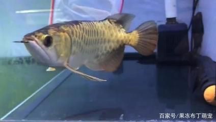 小金龍魚是什么魚：小金龍魚是一種淡水觀賞魚屬于骨舌魚科、硬仆骨舌魚科、硬仆骨舌魚屬