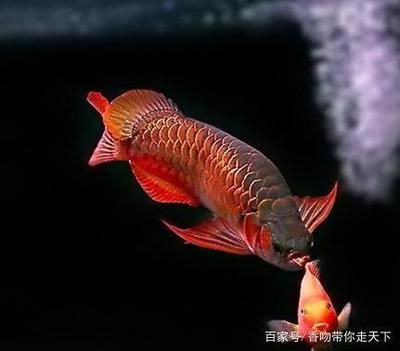 最適合和龍魚混養(yǎng)的魚：最美的龍魚因品種、年齡、飼養(yǎng)條件等因素而異