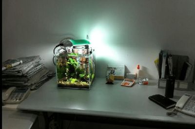 家里魚缸跑水意味著什么：家里魚缸跑水在風水學中可能是一個不吉利的預兆和預兆 魚缸風水 第2張