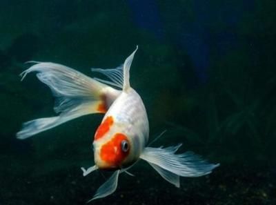 家里魚(yú)缸錦鯉魚(yú)怎么養(yǎng)：養(yǎng)家里魚(yú)缸錦鯉魚(yú)需要注意以下幾個(gè)方面 魚(yú)缸風(fēng)水 第2張