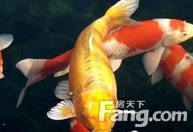 家里魚(yú)缸風(fēng)水魚(yú)放幾條最好呢：家里魚(yú)缸風(fēng)水魚(yú)放幾條最好 魚(yú)缸風(fēng)水 第2張