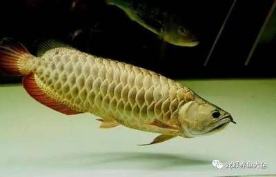 龍魚(yú)的鱗片受傷可以恢復(fù)嗎：龍魚(yú)的鱗片受傷后有可能恢復(fù)嗎？