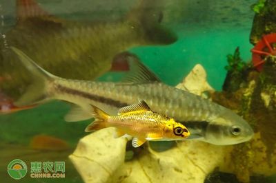 草魚魚缸怎么養(yǎng)：草魚魚缸養(yǎng)殖常見問題及養(yǎng)殖技巧草魚魚缸養(yǎng)殖技巧 魚缸百科 第4張