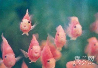 家中養(yǎng)魚風(fēng)水大忌：關(guān)于家中養(yǎng)魚的風(fēng)水大忌 魚缸風(fēng)水 第1張