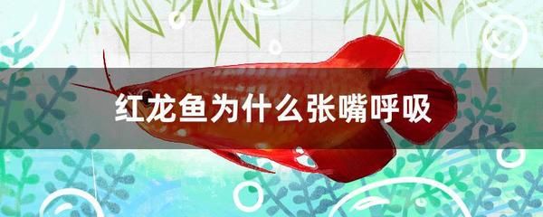 紅龍魚(yú)張嘴是怎么回事：紅龍魚(yú)張嘴可能有多種原因，主要包括以下幾個(gè)方面