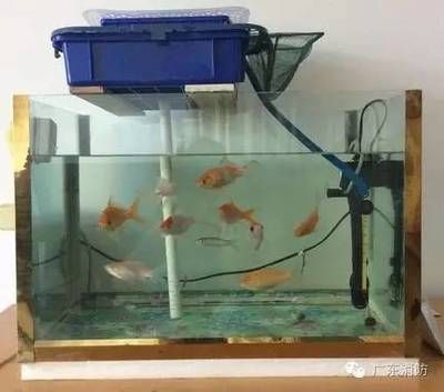 家庭魚缸的位置怎么選：家庭魚缸擺放有講究 魚缸風(fēng)水 第1張