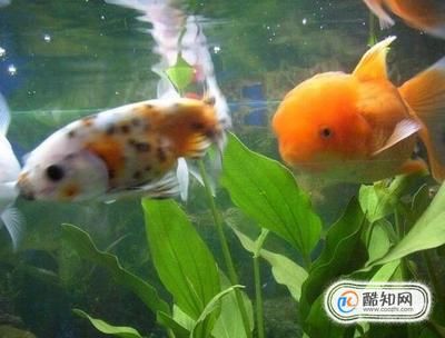 家中小魚缸養(yǎng)幾條金魚好：養(yǎng)金魚的數(shù)量需要根據(jù)風(fēng)水學(xué)， 魚缸風(fēng)水 第3張