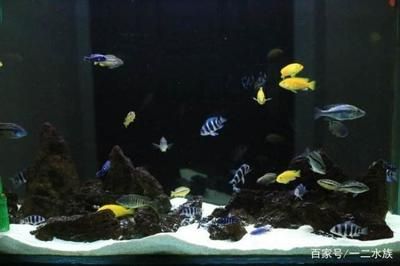 家里魚缸換水怎么換：在家給魚缸換水的基本步驟和注意事項(xiàng) 魚缸風(fēng)水 第2張