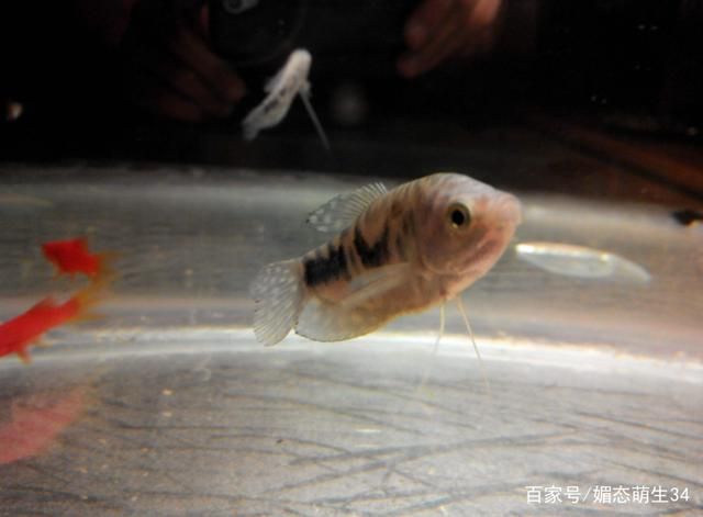 大魚水族魚缸怎么養(yǎng)：大魚水族魚缸的養(yǎng)護方法是根據(jù)搜索結果總結的大魚水族魚缸的養(yǎng)護 魚缸百科 第1張