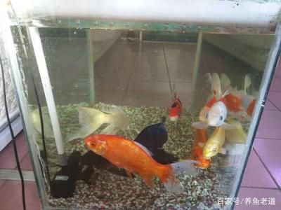 家用大魚缸怎么清洗水垢的視頻：家庭大魚缸如何清洗？ 魚缸風(fēng)水 第1張