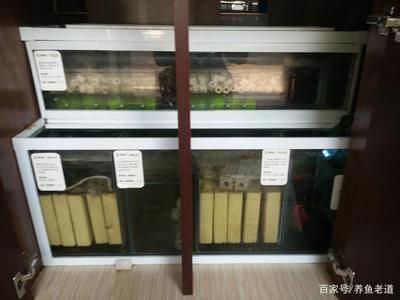 家里魚缸很多好嗎：家里放魚缸能帶來風水上的好處 魚缸風水 第1張