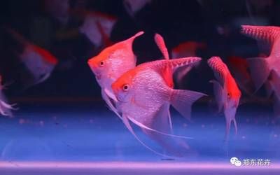 家里買大魚缸好嗎：家里買大魚缸好還是大魚缸好 魚缸風水 第2張