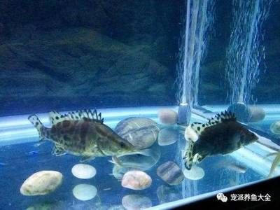 家里魚缸能養(yǎng)桂魚嗎視頻：家庭養(yǎng)殖桂魚的注意事項(xiàng) 魚缸風(fēng)水 第2張