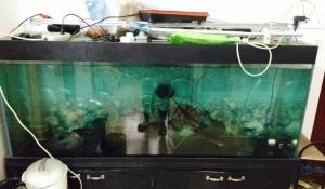 超白魚缸 劃痕 指甲怎么處理：海超白玻璃魚缸劃痕處理方法