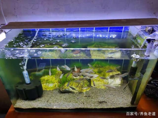 除魚(yú)缸綠水用什么方法：魚(yú)缸綠水處理魚(yú)缸綠水的處理方法主要用于消除魚(yú)缸綠水